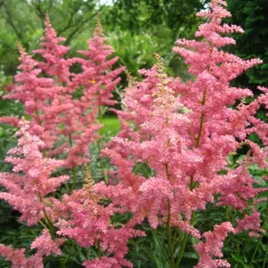 

Астильба арендса Анита Пфайфер