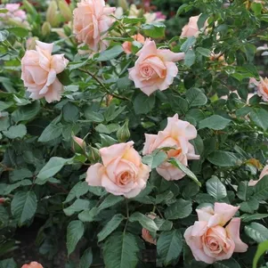 

Роза Барок плетистая, Тантау (лиц)