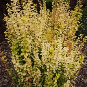 

Барбарис Тунберга Еллоу Тауэр