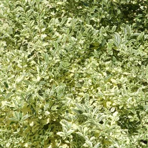 

Бирючина Мюсли