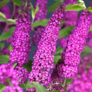 

Буддлея Давида Роял Ред