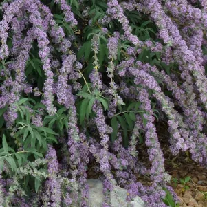 

Буддлея очереднолистная Юник