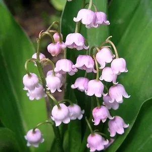 

Ландыш майский Розеа