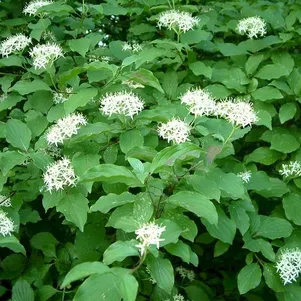 

Дерен кроваво-красный