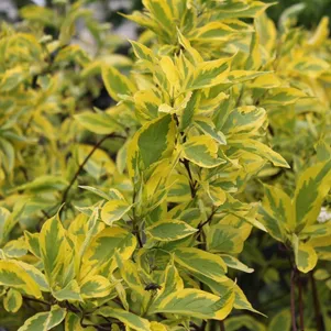 

Дерен Крим Крекер белый