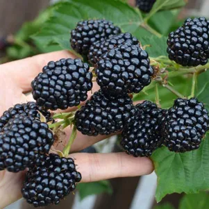 

Ежевика Лох Тей бесшипная ультраранняя