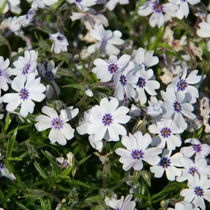 

Флокс Бавария шиловидный