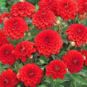 

Георгина Геллери Валентин бордюрная