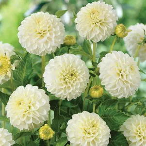 

Георгина Бум Бум Вайт шаровидная