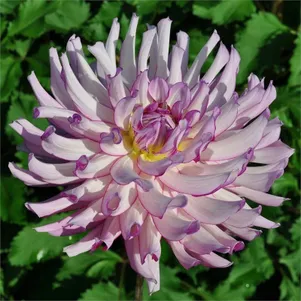 

Георгина Лейла Саванна Роуз декоративная