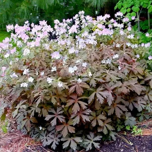 

Герань пятнистая Эспрессо