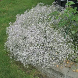 

Гипсофила Фейри Перфект