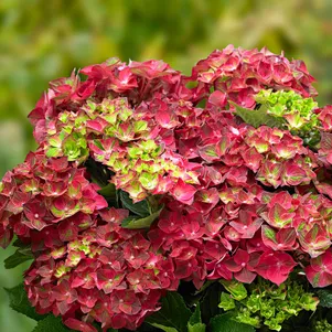 

Гортензия Нинбо крупнолистная (макрофила)