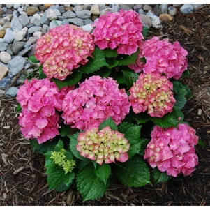 

Гортензия Пинк (Розовая) крупнолистная ремонтантная (серия Навсегда и Вечно)