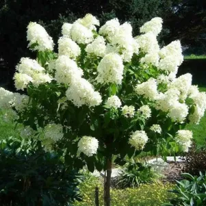 

Гортензия на штамбе Пинки Промис