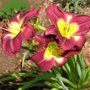 

Лилейник Чикаго Роял Руб