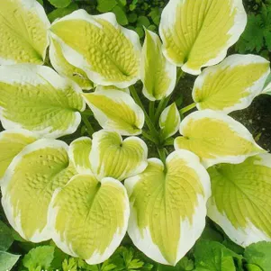 

Хоста Дельта Даун (M)