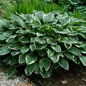 

Хоста Франсе (M)