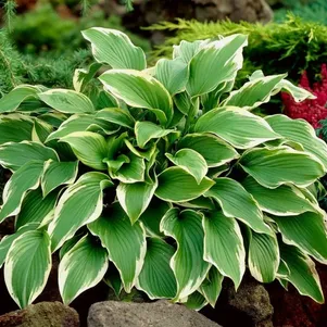 

Хоста Керол (ML)