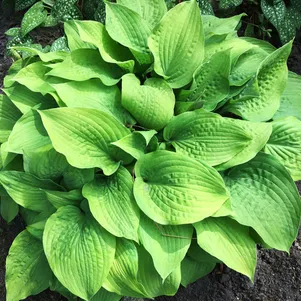 

Хоста Хонибелз (L)