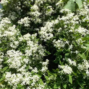 

Клематис виноградолистный (3)
