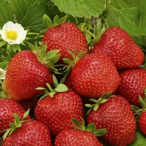 

Клубника Фестивальная ромашка