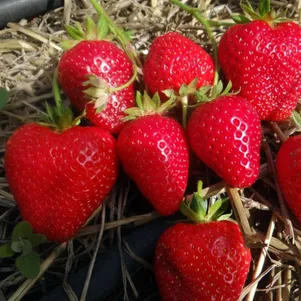 

Клубника Ирма ремонтантная