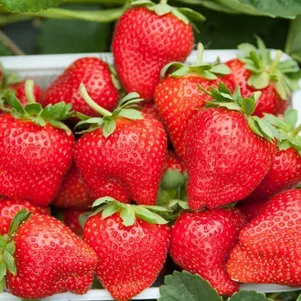 

Клубника Лакомка