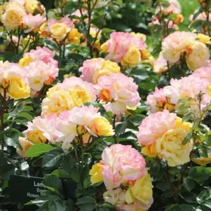 

Роза Лампион флорибунда, Тантау (лиц)