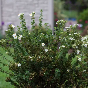 

Лапчатка кустарниковая Крем Брюле