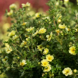 

Лапчатка кустарниковая Лемон Меринг