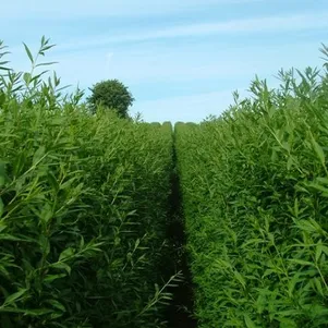 

Бирючина Листрум обыкновенная