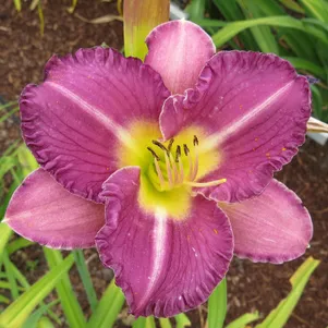 

Лилейник Энтрапмент