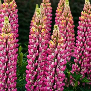 

Люпин Шателейн