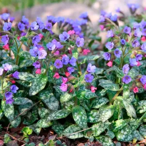 

Медуница Смоки Блу