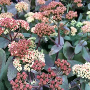 

Очиток (седум) Рейнбоу Ксенокс