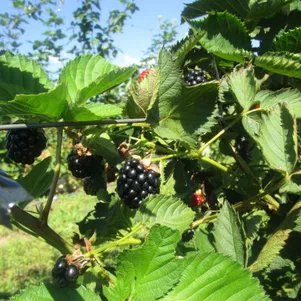 

Ежевика Осейж