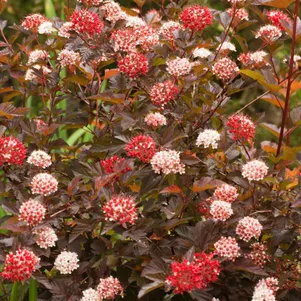 

Пузыреплодник Диабл Дор