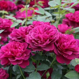 

Роза Дарси Бассел