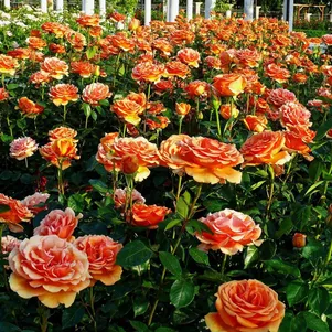 

Роза Ашрам чайно-гибидная