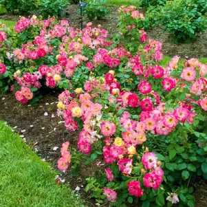 

Роза Кэмпфайр канадская парковая (лиц)