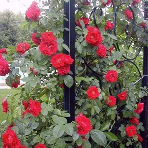 

Роза Дон Жуан плетистая, Топалович (лиц)