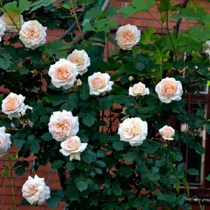 

Роза Пенни Лайн, Харкнесс (лиц)