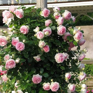 

Роза Эден Роуз (Пьер Де Ронсар), Мейян (лиц)