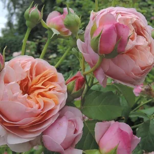 

Роза Питер Пауль Рубенс