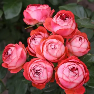 

Роза Помпея Патио, Кордес (лиц)
