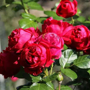 

Роза Ред Эден Роуз, Мейян (лиц)