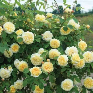 

Роза Сирано де Бержерак плетистая, Топалович (лиц)