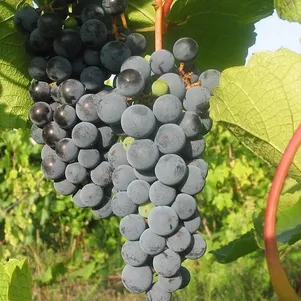 

Виноград Звезда Потапенко плодовый