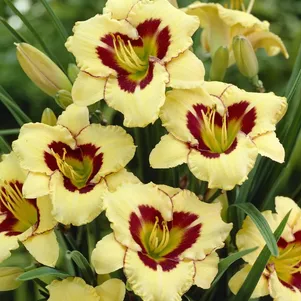 

Лилейник Эль Десперадо